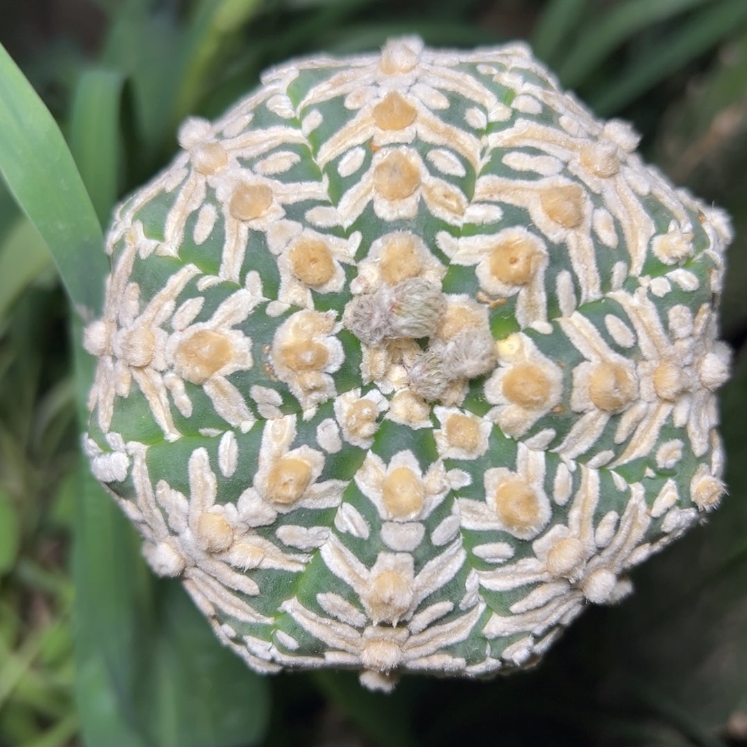 海星V字 仙人球开花