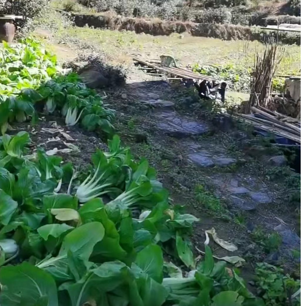 顺丰快递白菜（不售后）远的地方不要拍