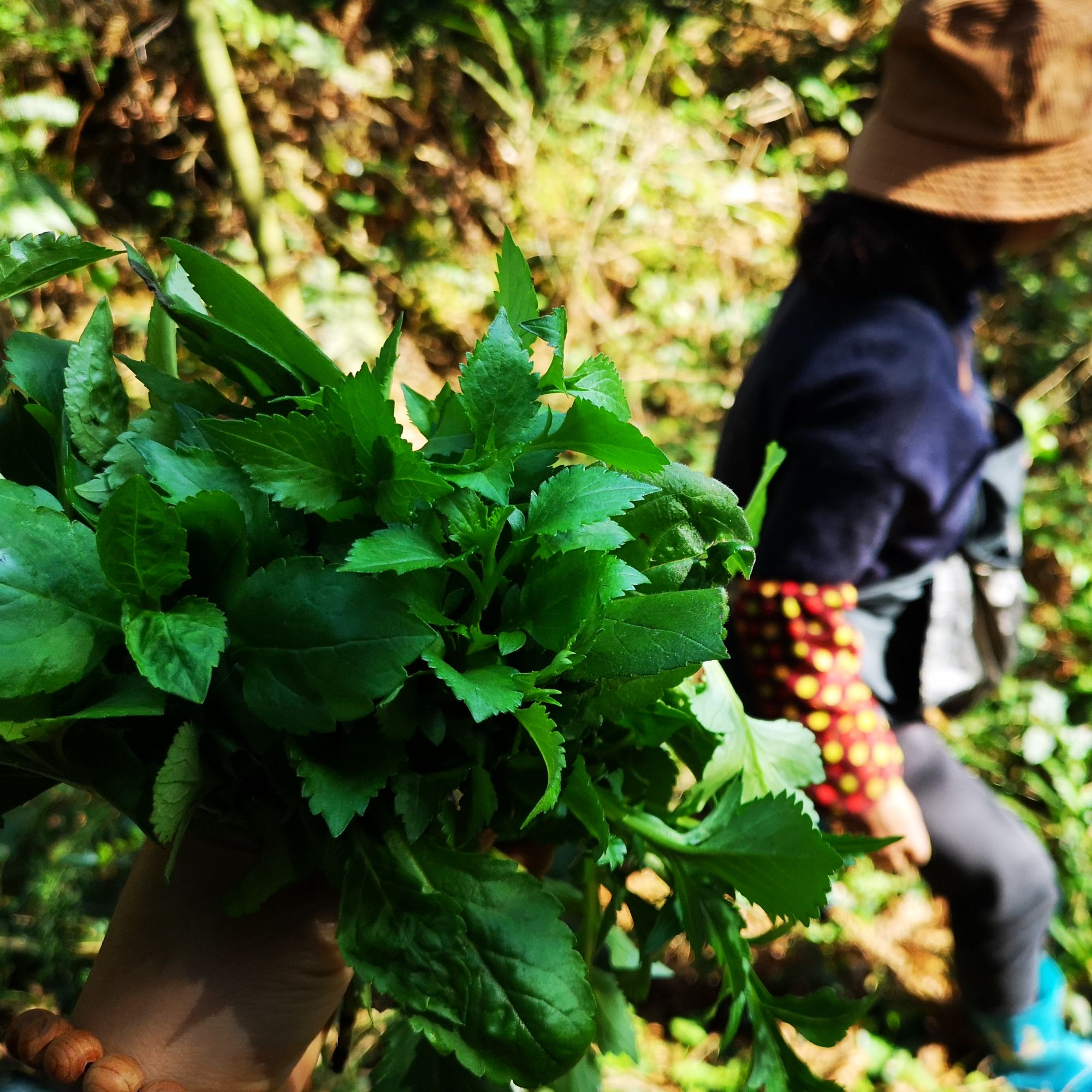 野生苦菜又名败酱草（捞过后只有7成）