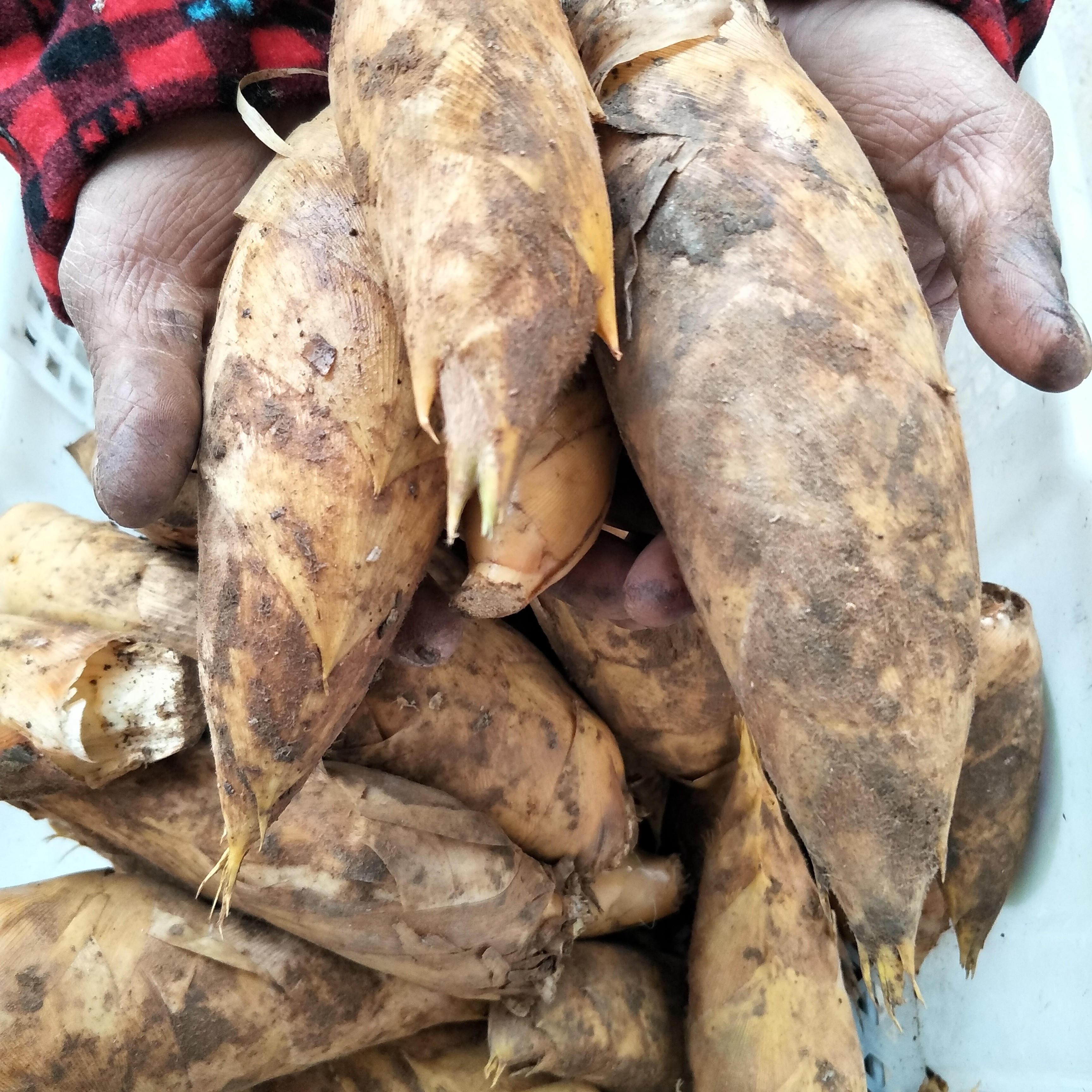 山里挖出来的冬笋