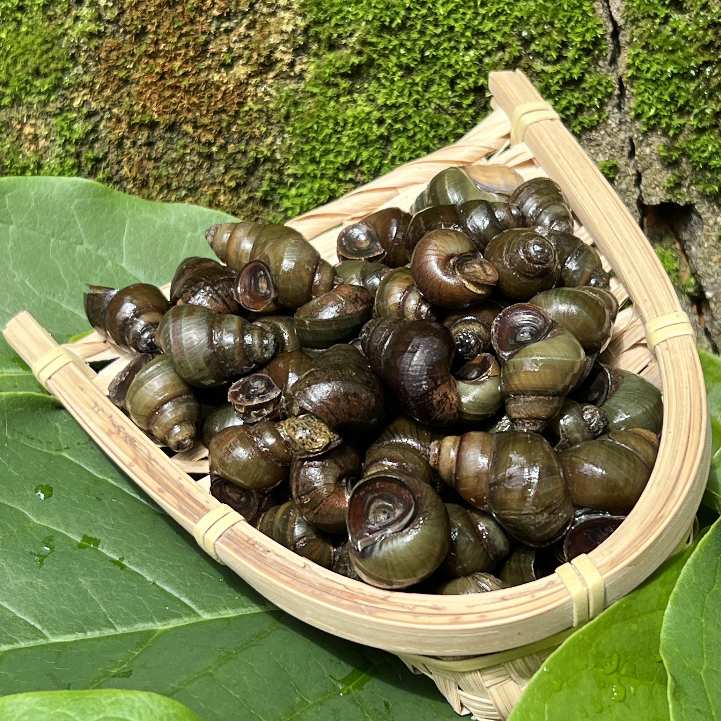 （带泥发货介意勿拍）野生田螺 河螺 螺蛳