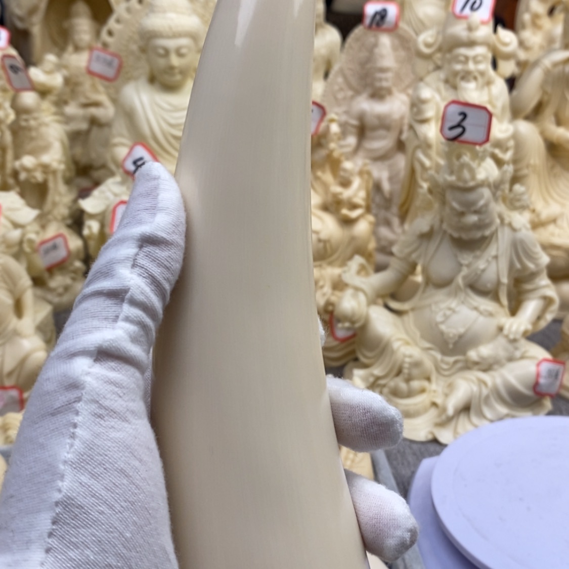【闪购商品】红贵宝猛犸尖尖