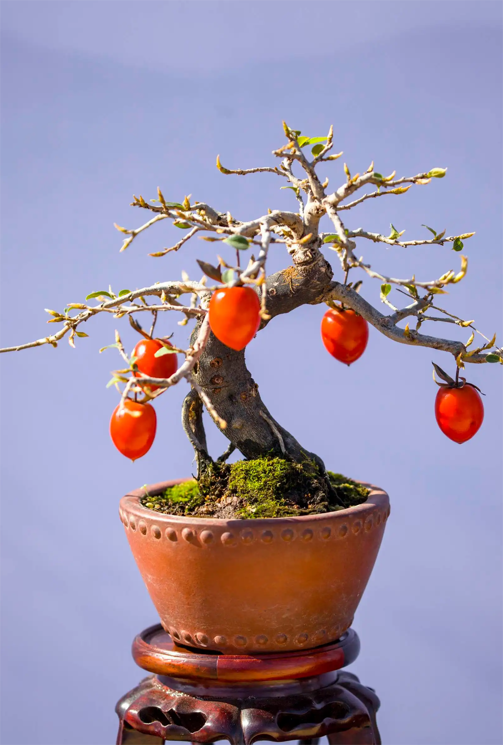 老鸦柿盆景素材一物一拍