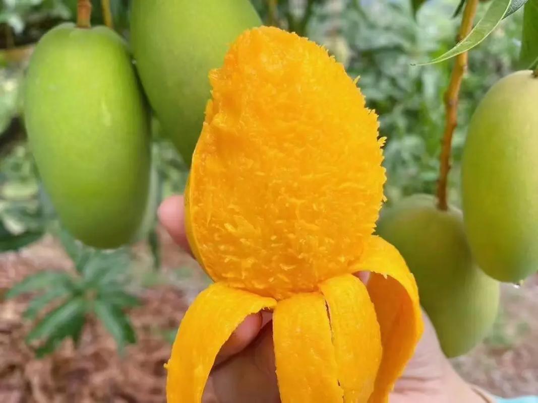 《百色田东四季芒：四季飘香，甜蜜一整年》