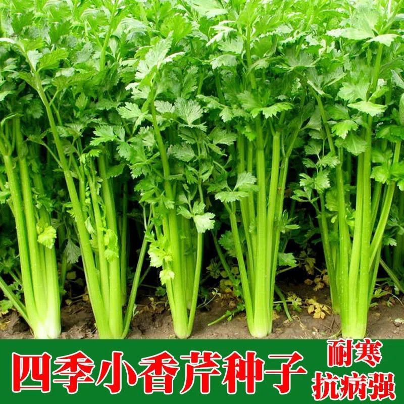 四季小香芹菜种子芹菜种子香味浓郁实心芹菜种四季播农家高产四季