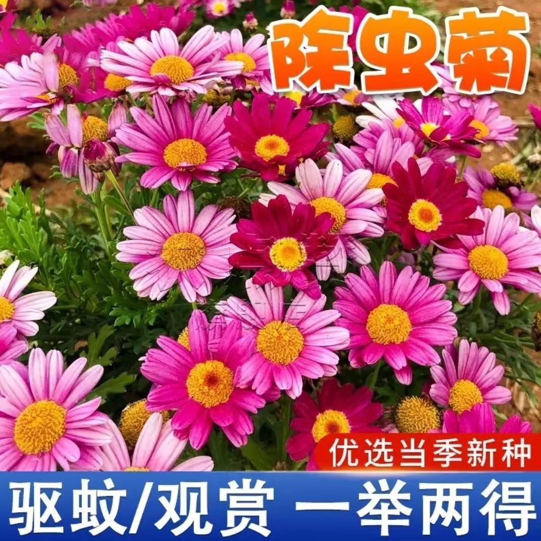 混色除虫菊花种子驱蚊驱蚊草花卉种子盆栽四季种易活