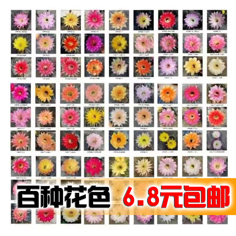 彩草 席克氏彩草 实生侧芽 百种花色混色随机 套餐包邮