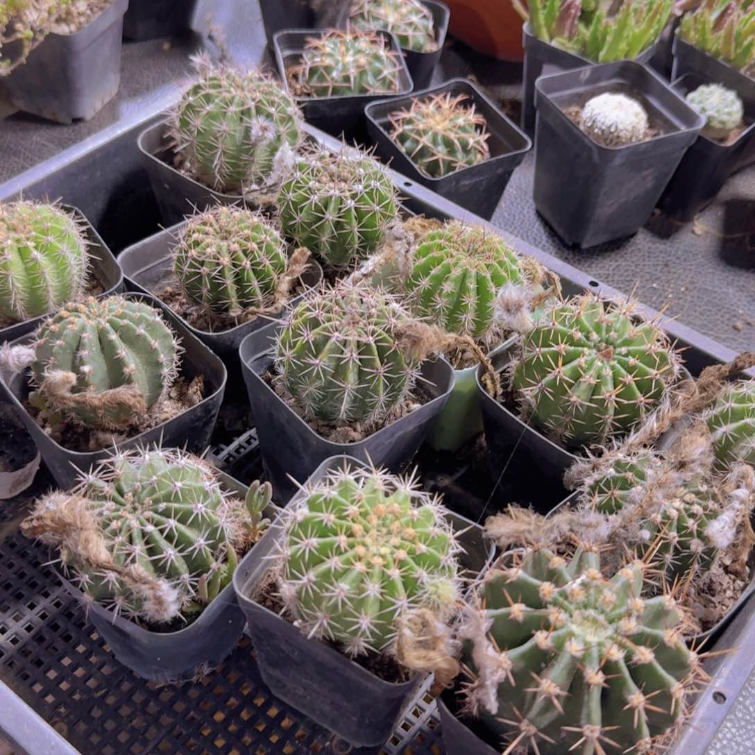28彩草一套脱土发货16个