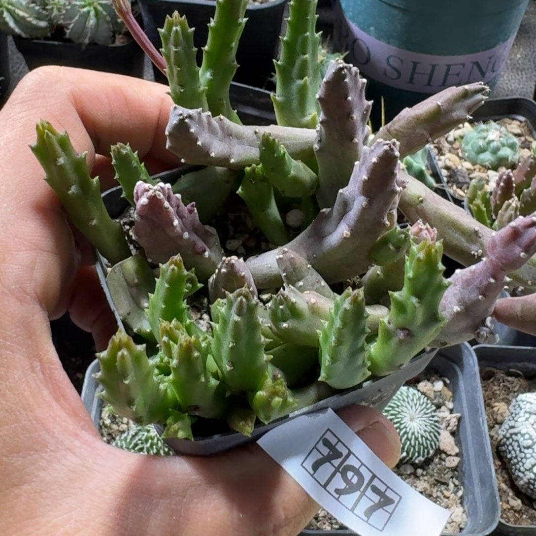 797红萝藦带盆发货