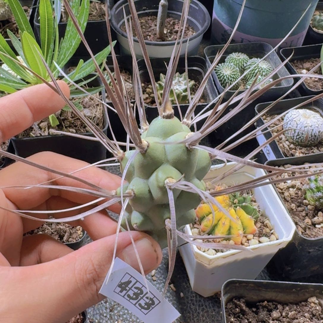 433枪骑兵无根侧芽