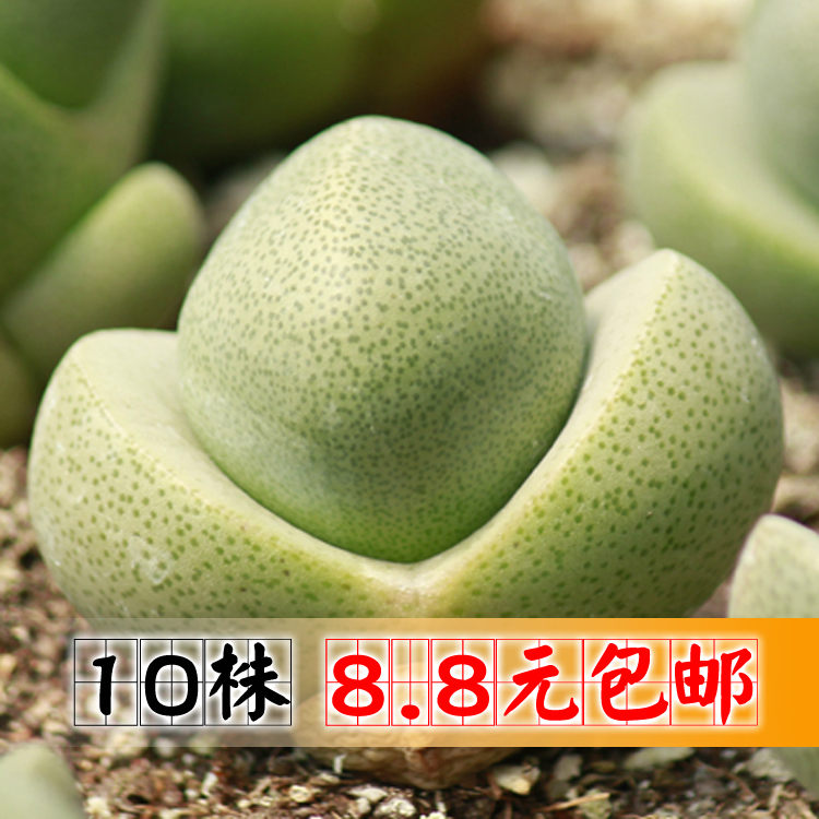 绿帝玉 元宝多肉 超大型品种 帝玉 生石花 屁股 开花多肉