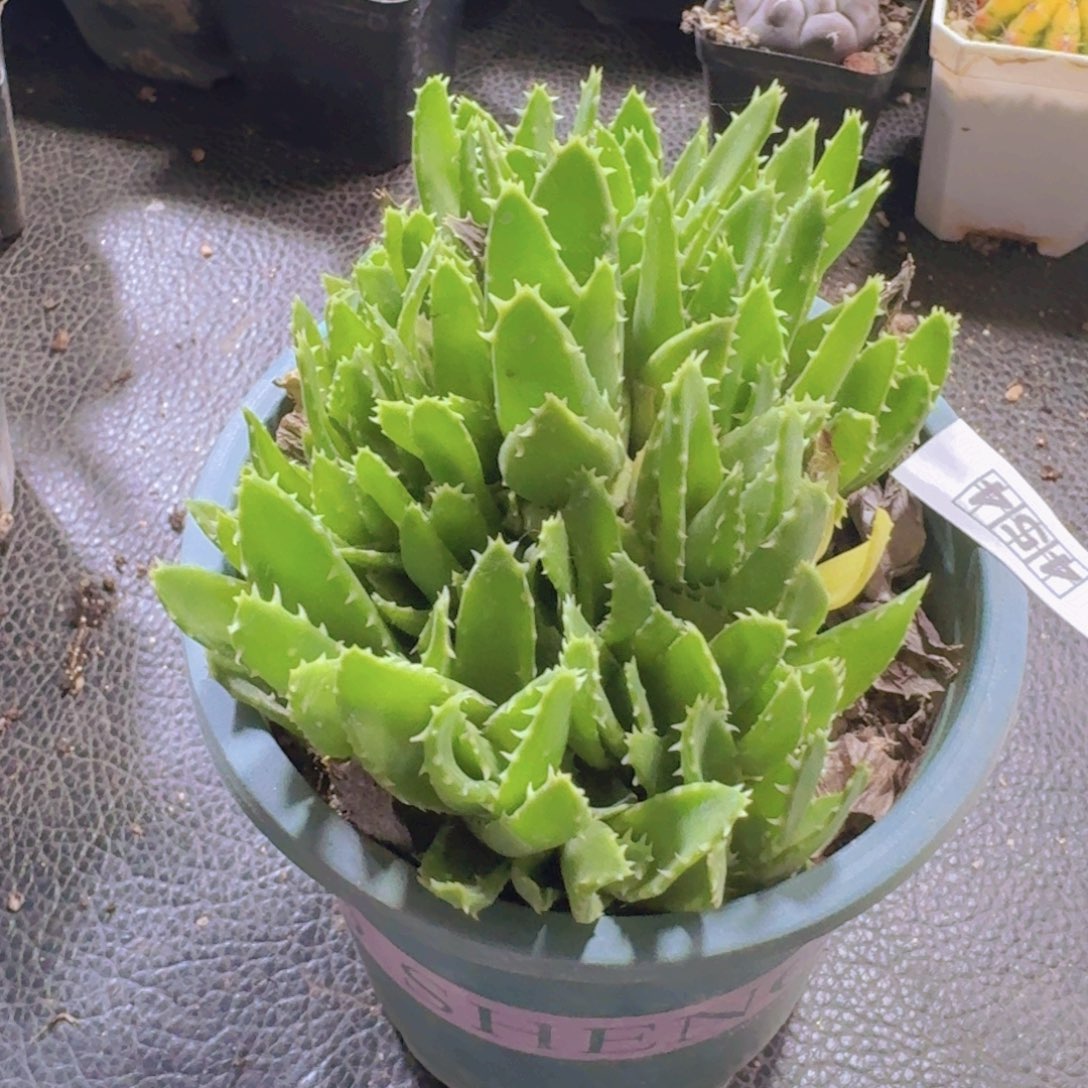 454不夜城芦荟脱土发货