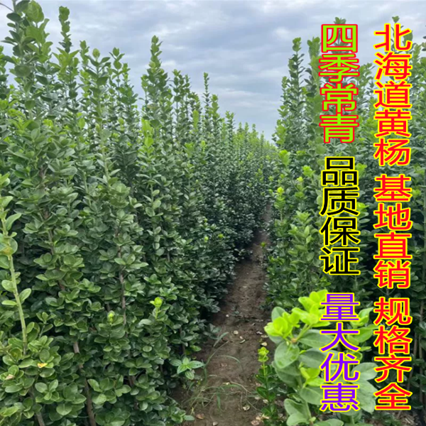 庭院围墙绿篱北海道黄杨树苗大叶冬青苗四季常青篱笆树耐寒不落叶