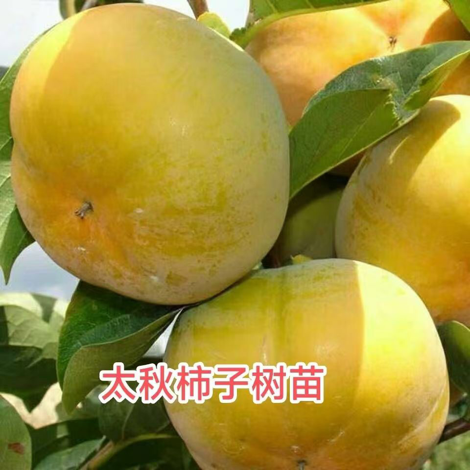 太秋脆柿，不用脱色，不用捂，单果大，口感好就能吃