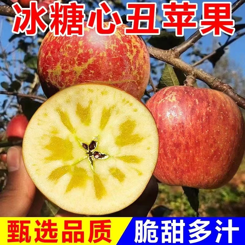 【2024鲜果】四川大凉山丑苹果糖心苹果现摘发货