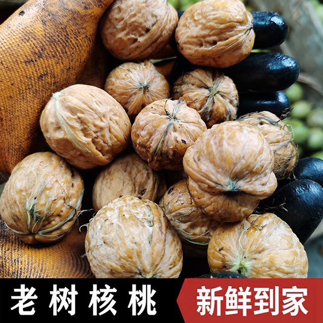 2025陕西秦岭老树核桃新鲜去青皮鲜核桃孕妇生核桃1斤3斤5斤8斤