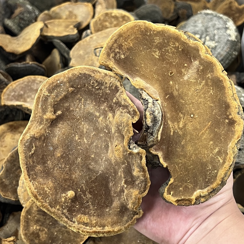 【福利】精选 桑黄 桑黄粉 正品