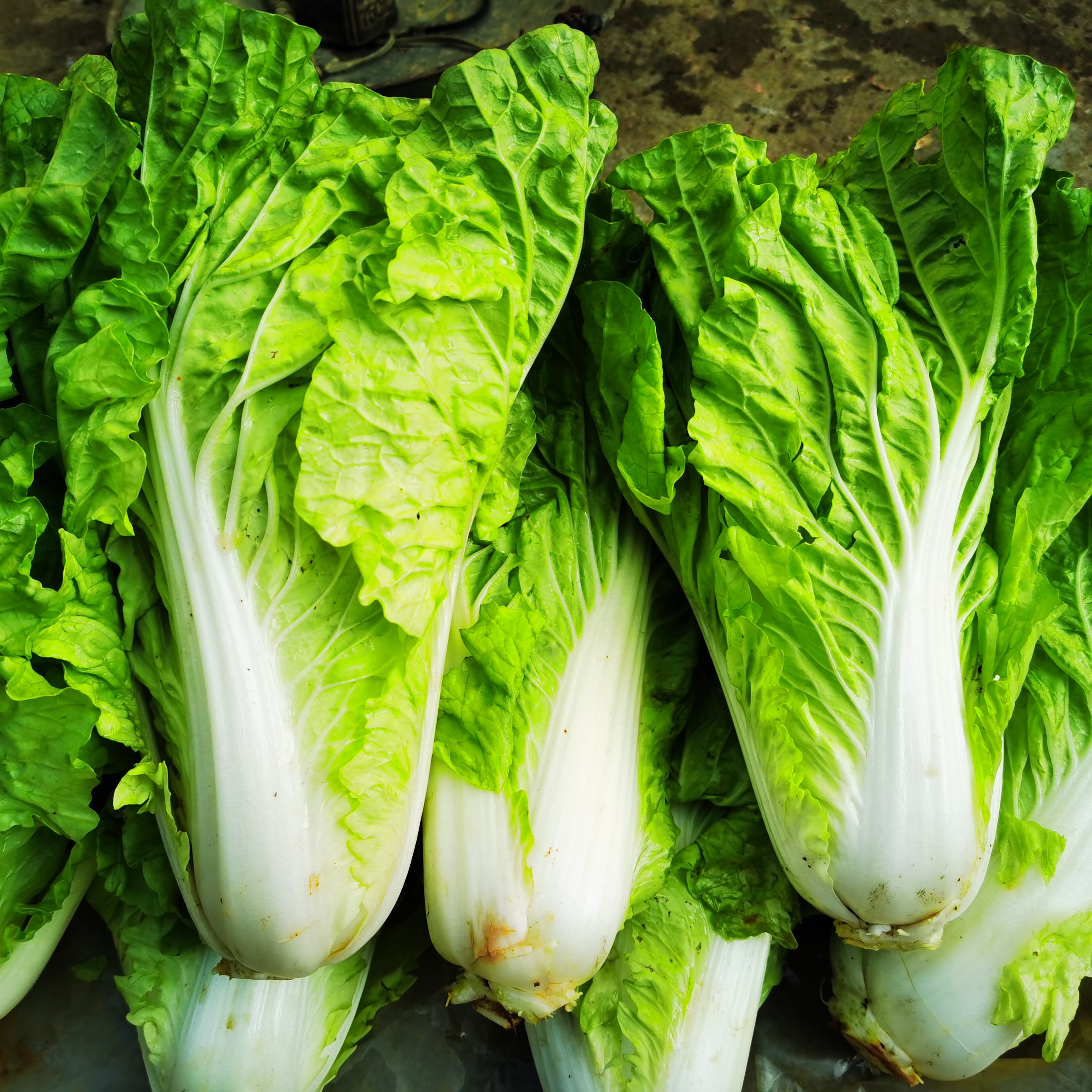 湖南衡阳本地农户种植小白菜