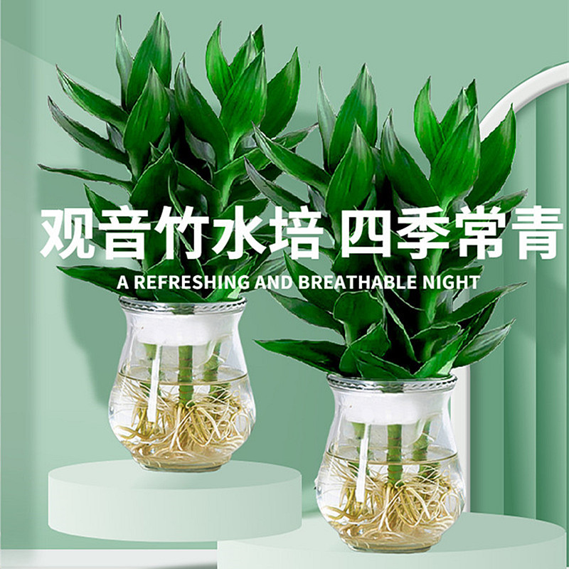 观音竹水培带根花卉绿植富贵竹植物绿萝室内盆栽转运竹带花瓶好养