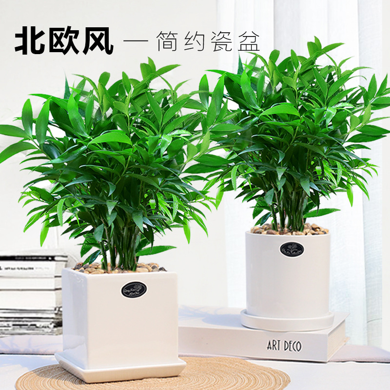 竹柏盆栽植物室内四季常青净化空气绿植四季发货土壤种植大小适合