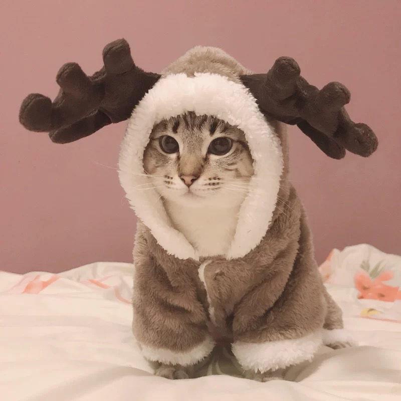 新疆包邮新疆包邮网红猫咪衣服四脚冬装麋鹿防掉毛无毛猫加厚绒英