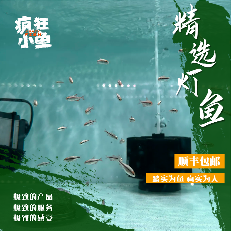 【疯狂小鱼】灯鱼超值组合（视频带货）