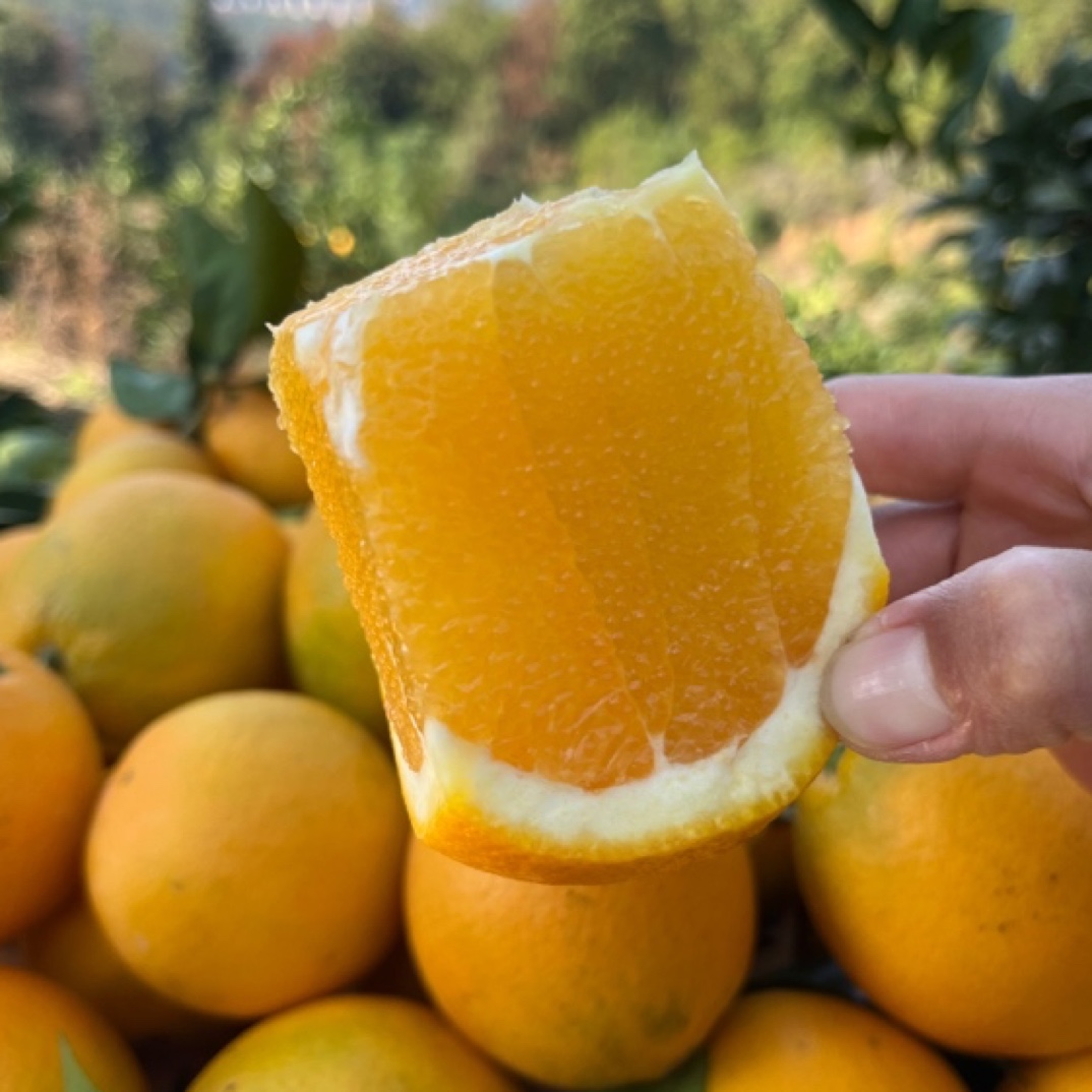 【感恩链接】正宗江西赣南脐橙新鲜当季水果5斤/10斤/20/斤装