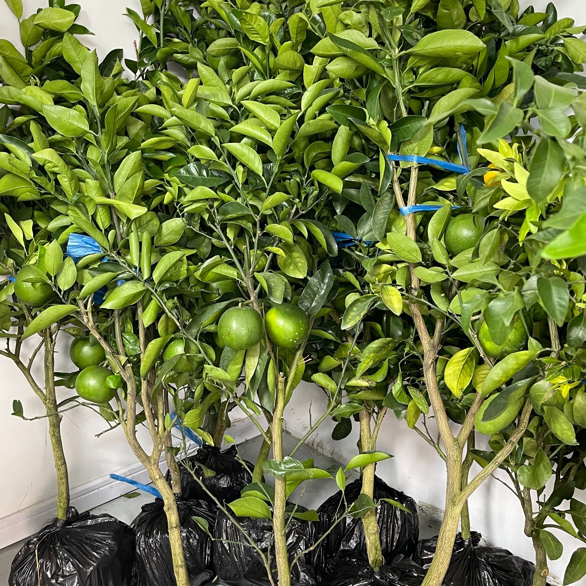 【溢果生香】各类红美人蜜桔橘苗庭院盆景易管理种植正宗精选果树