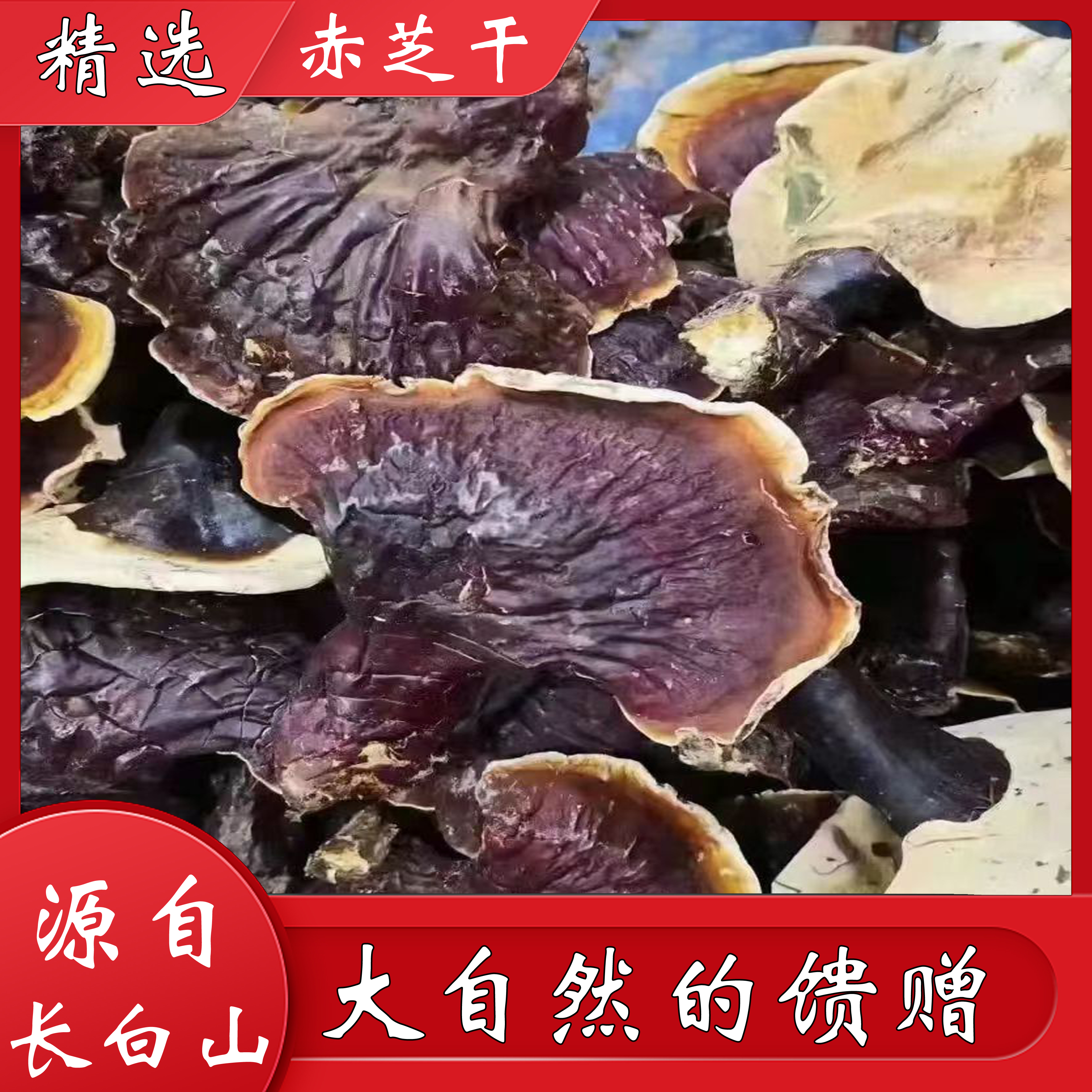 长白山人参特产 赤芝干