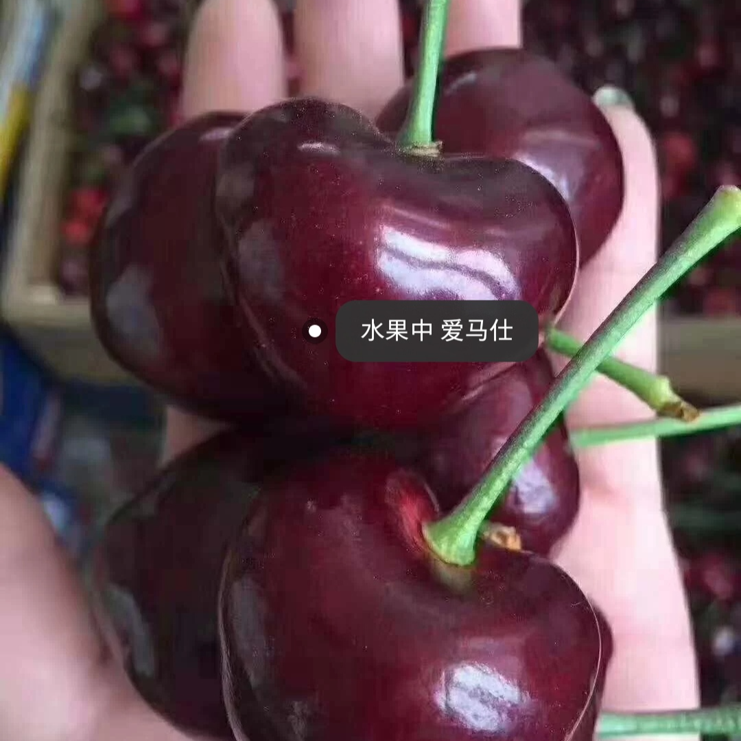 《海运大黑车》智利车厘子4JD大黑车原装礼盒（2.5-5斤)桑提娜智利