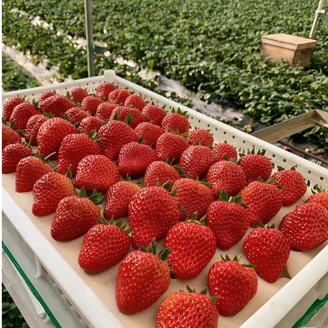 《2024年头茬果》丹东九九草莓口感香甜（12-24个果）