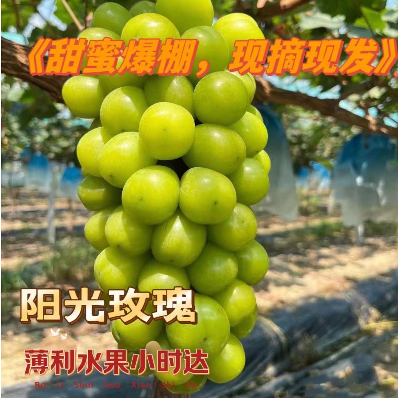 《今日必拍当即限量》阳光玫瑰.口感香甜（10个掉粒不售后1-1.5斤）