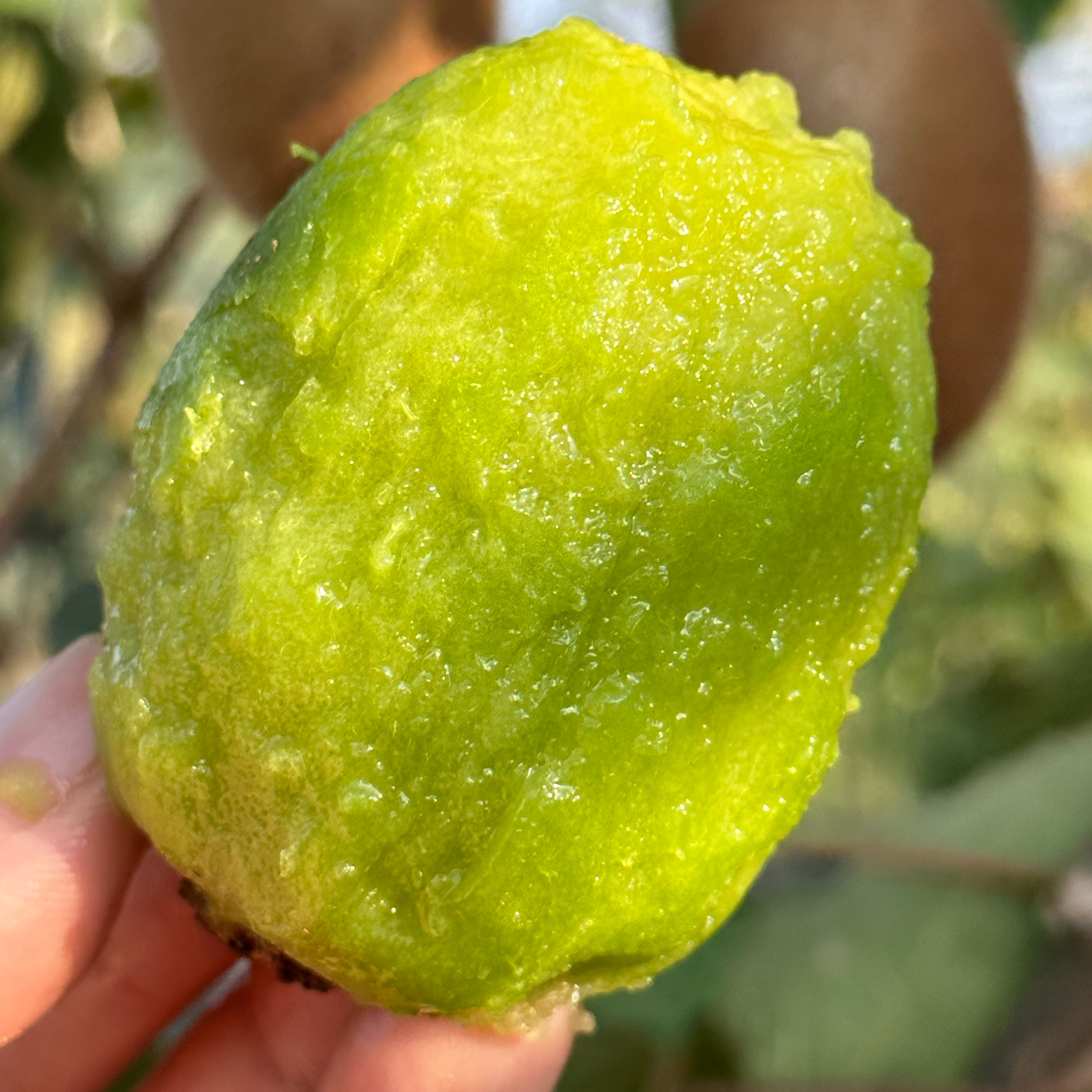 【精选代发】陕西徐香猕猴桃陕西周至产地直发