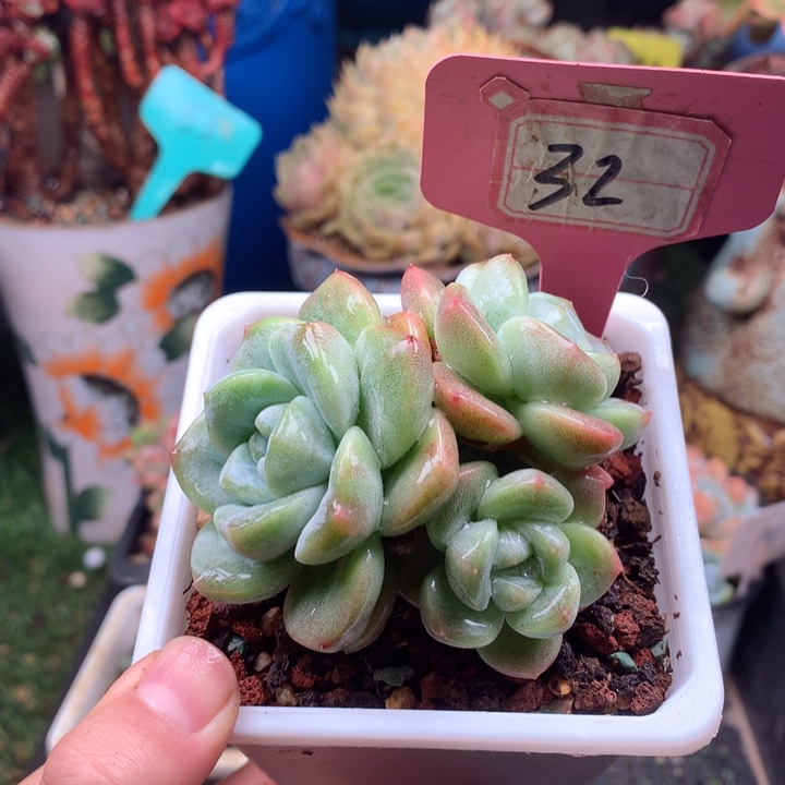 欢喜多肉一物一拍32
