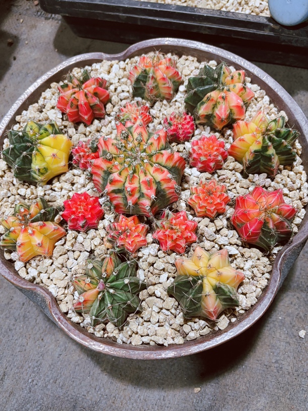 1号链接多肉植物一物一拍（实物以直播间截图为准）