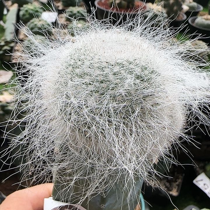 长毛雪缘渔翁063