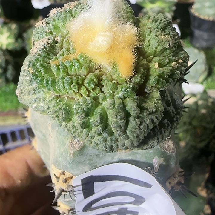 大尤哥斯拉407仙人球