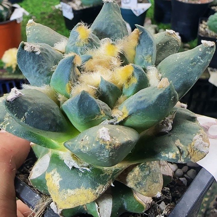 青瓷龙牙480仙人球开花