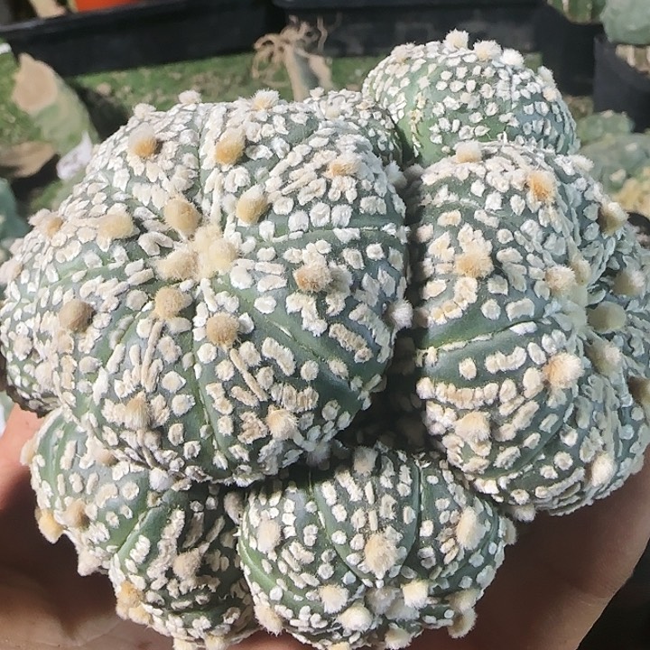 奇迹兜群799仙人球开花