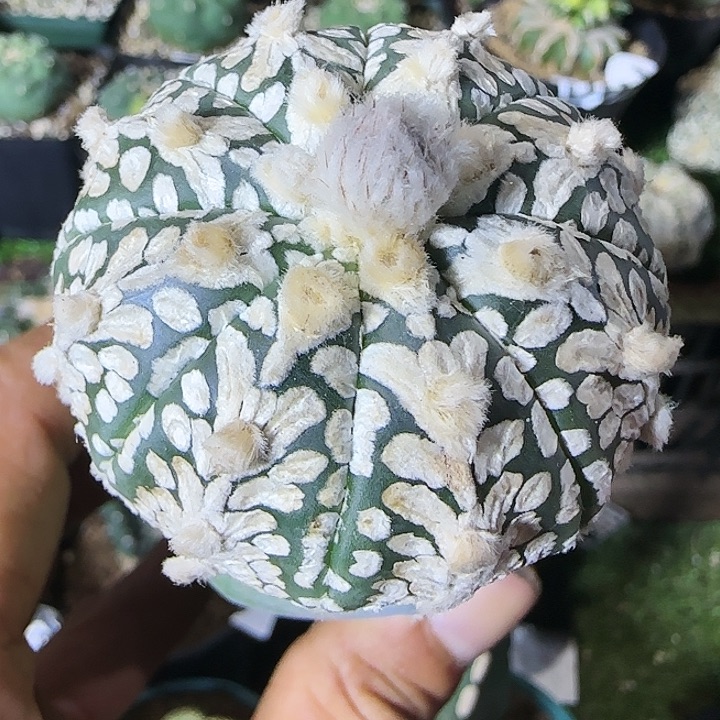 V兜782仙人球开花了