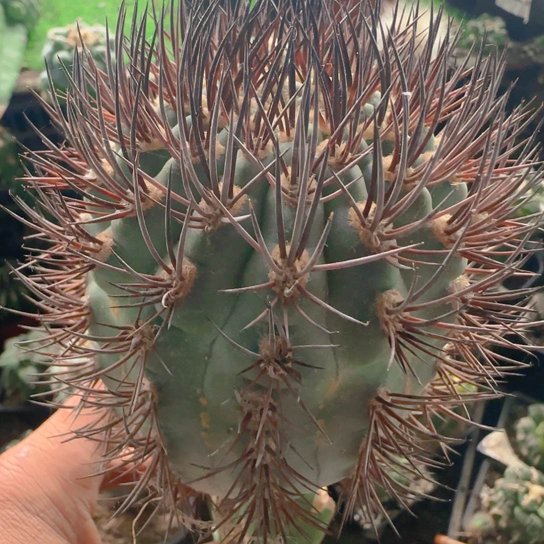 黑刺逆豹476仙人球