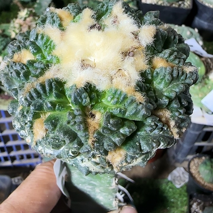 志贺122仙人球开花