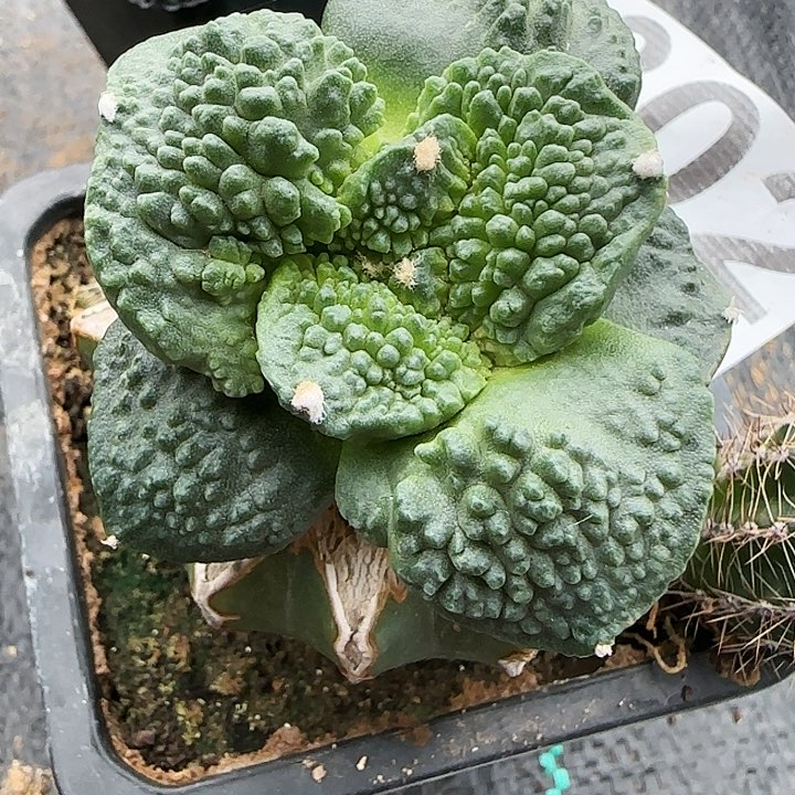 大尤牛舌怒涛302