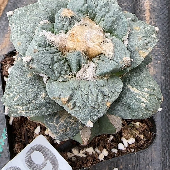牛舌怒889仙人球开花