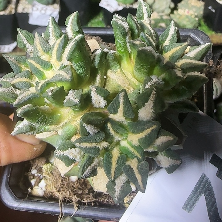 三头姬牡丹429仙人球