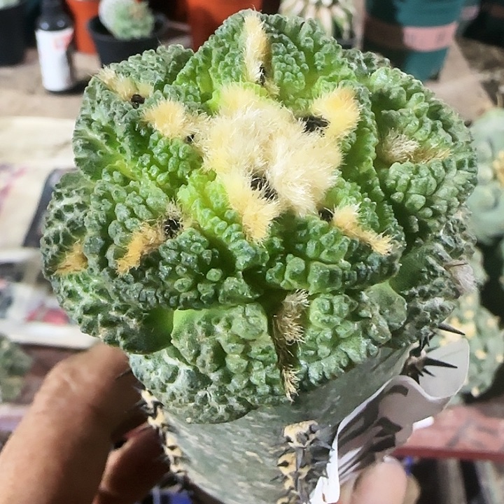 龟甲404仙人球开花了