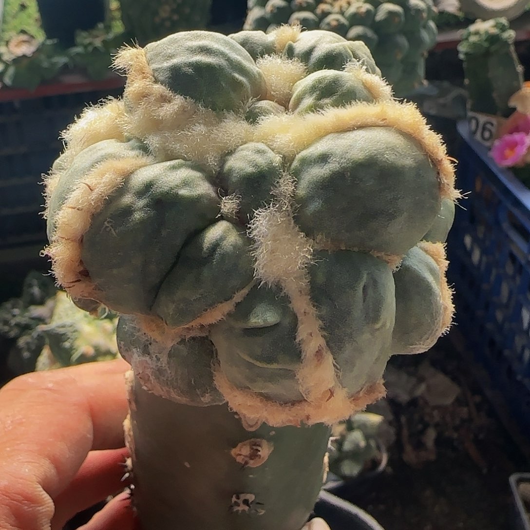 中筋蛋尤552仙人球开花