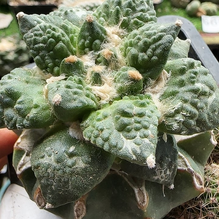 龟甲怒涛481仙人球开花