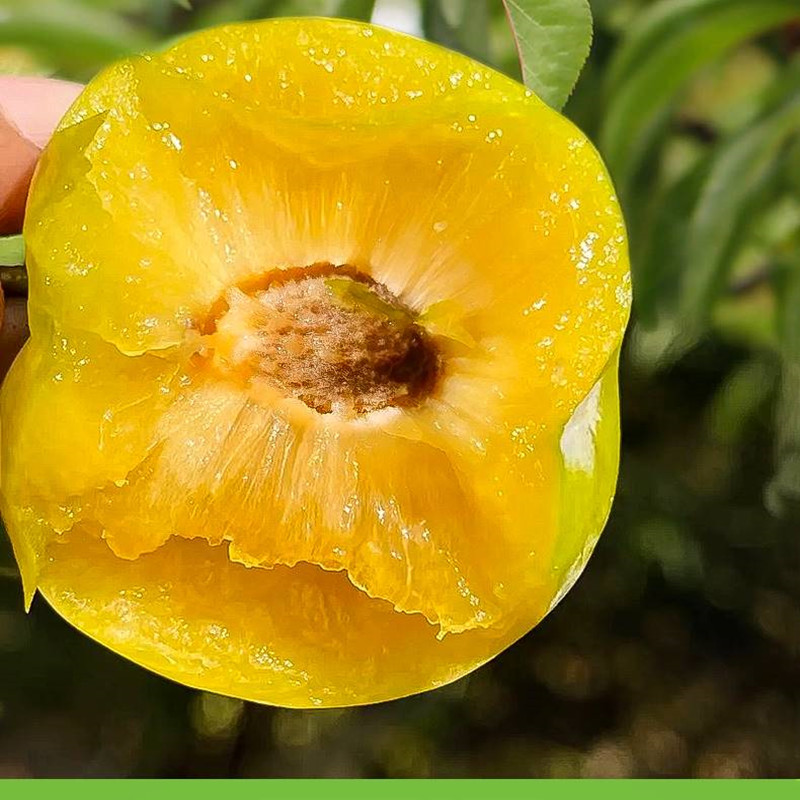 【蜂糖李】 一份净重3斤  仅限太原六城区榆次购买