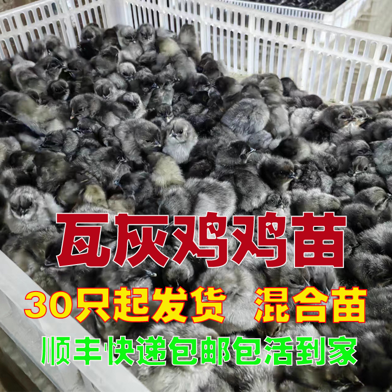 绿壳蛋鸡品种系列 混发